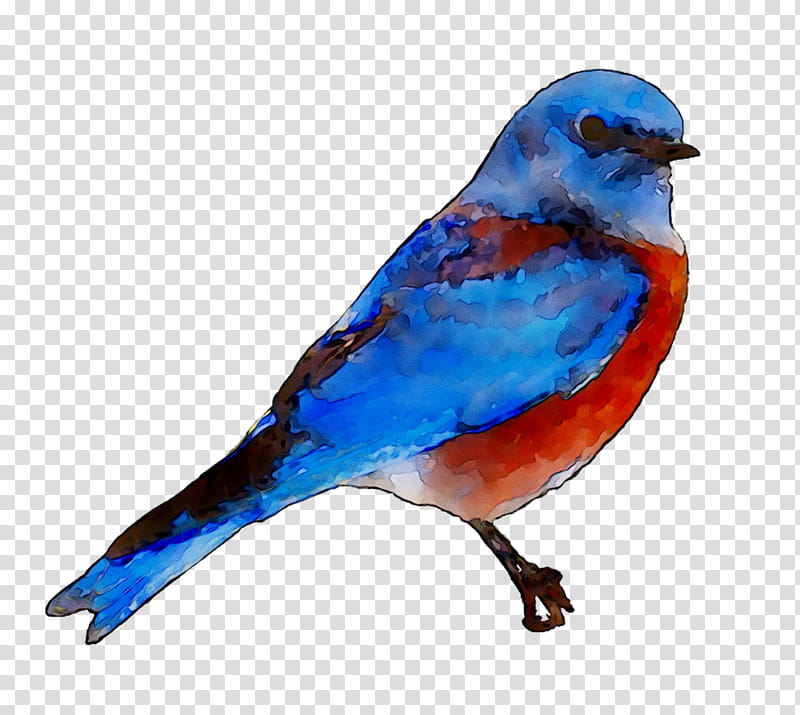 Mountain, Bird, Bluebird Of Happiness, Definition, Western Bluebird, Meaning, Dictionary, Significado transparent background PNG clipart