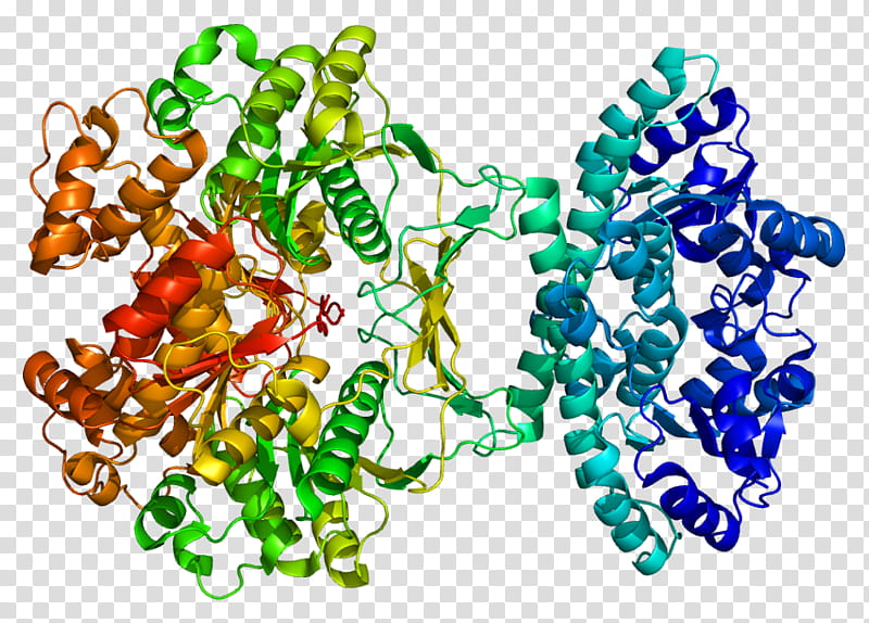 Inosine Monophosphate Synthase Bead, Enzyme, Purine Metabolism, Protein, Inosinic Acid, Biosynthesis, Ribonucleotide, Adenosine Monophosphate transparent background PNG clipart