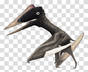 Pterodactyl Transparent Pelican - Quetzalcoatlus Head, HD Png Download - vhv