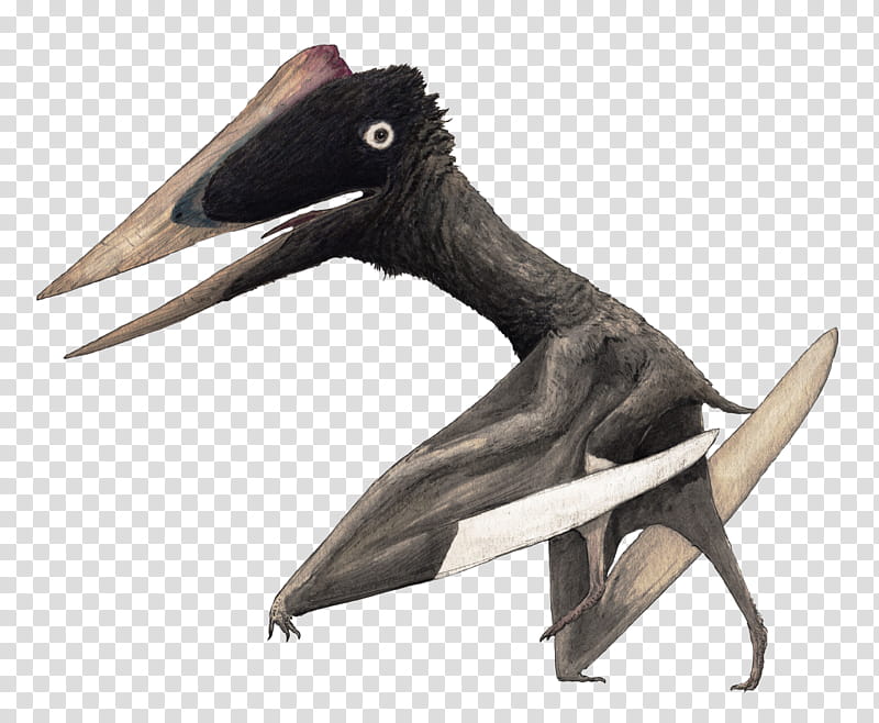 Bird, Hatzegopteryx, Quetzalcoatlus, Eurazhdarcho, Arambourgiania, Late Cretaceous, Dinosaur, Caviramus transparent background PNG clipart