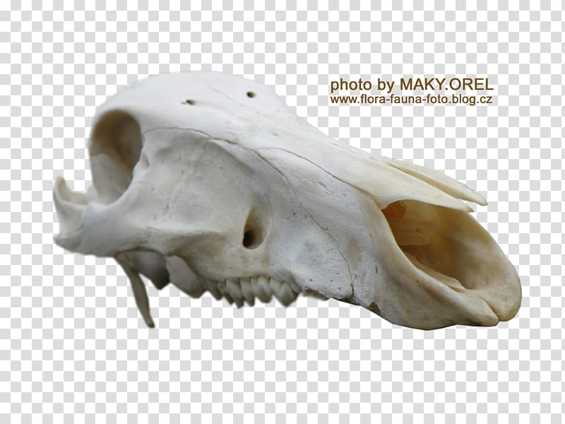 SET Wild boar skull, white animal skull transparent background PNG clipart