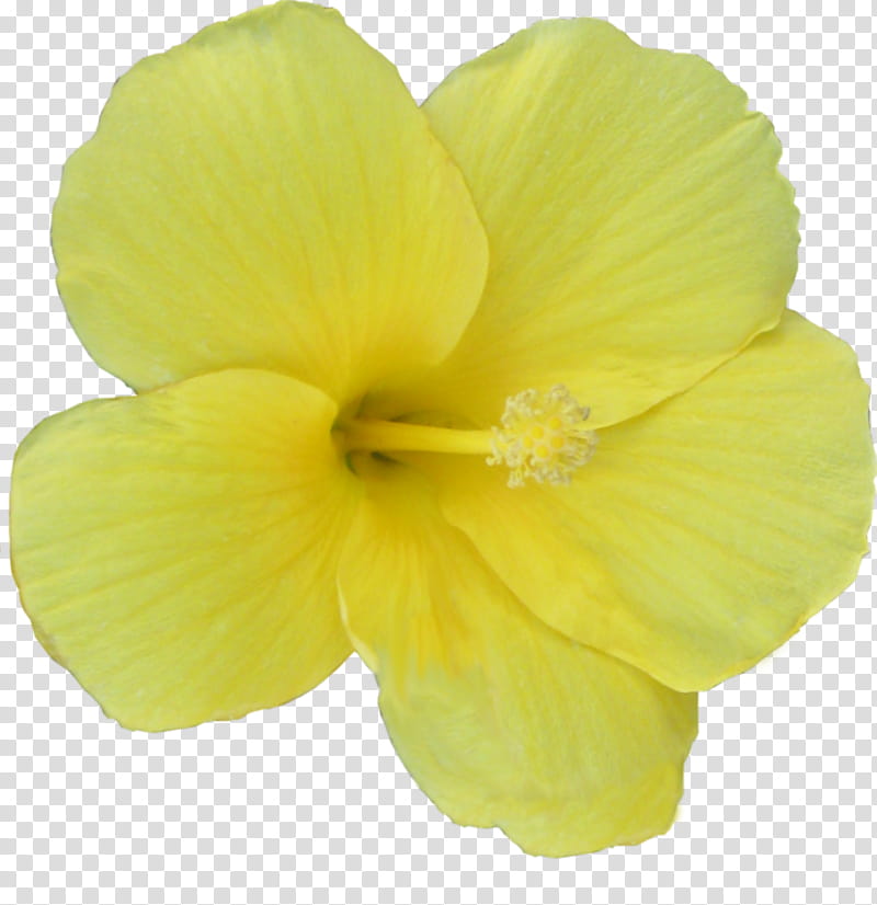 hibiscus flower , yellow hibiscus flower illustration transparent background PNG clipart
