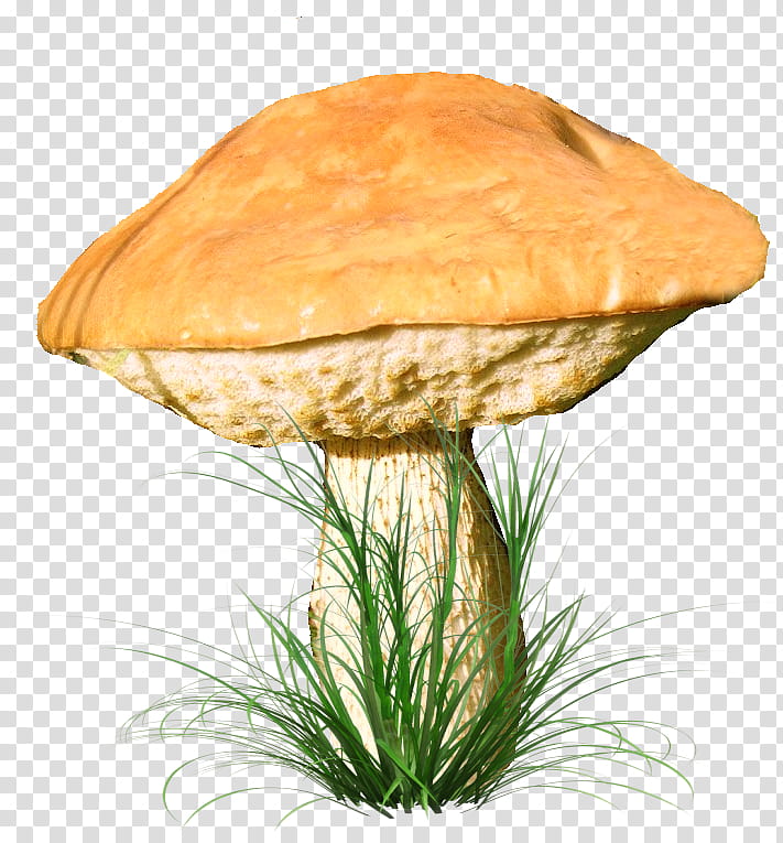 Mushroom, Fungus, Edible Mushroom, Common Mushroom, Inedible Mushrooms, Shiitake, Food, Drawing transparent background PNG clipart