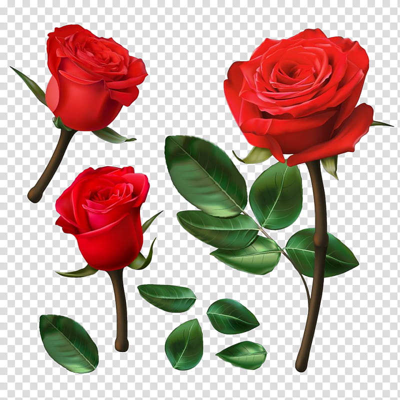 Garden roses, Flower, Plant, Floribunda, Red, Petal, Cut Flowers, Hybrid Tea Rose transparent background PNG clipart