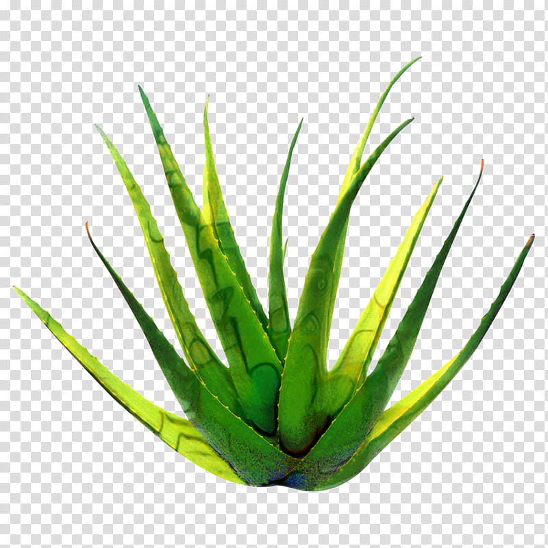 Aloe Vera Leaf, Gel, Burn, Plants, Skin, Food, Wound, Hand transparent background PNG clipart