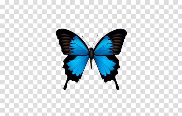 mariposas, blue and black butterfly transparent background PNG clipart