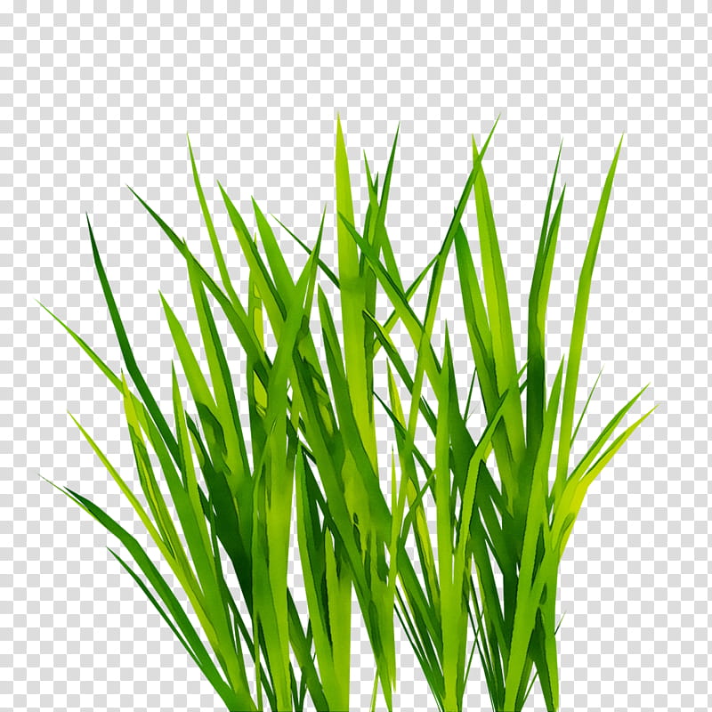 Green Leaf, 3D Computer Graphics, Texture Mapping, Grass, Plant, Grass Family, Chives, Herb transparent background PNG clipart