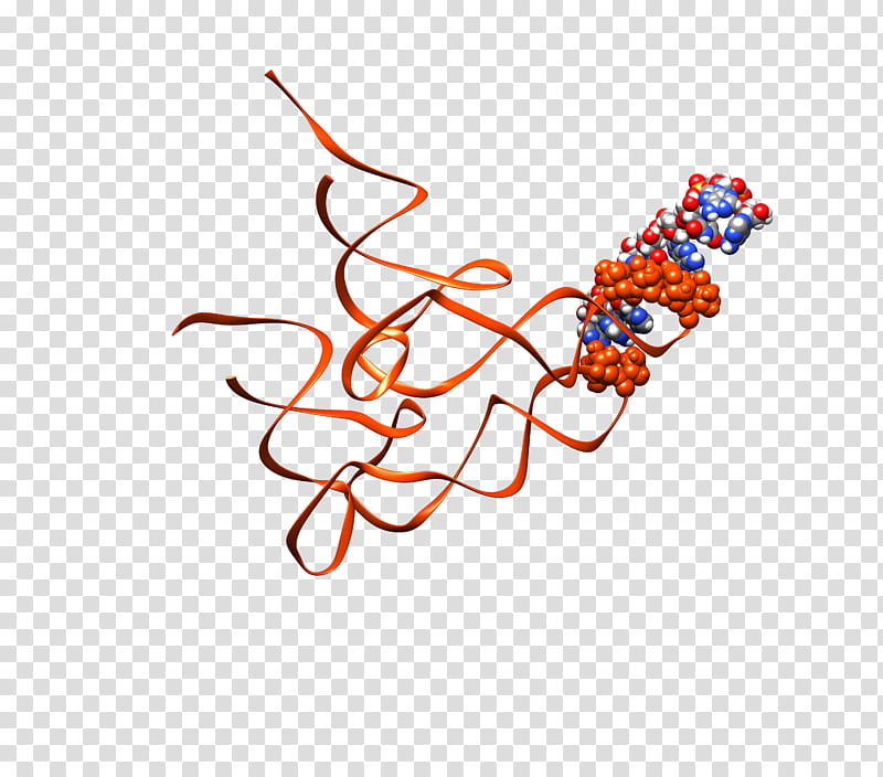 Text, Ribosome, Transfer Rna, Protein, Messenger Rna, Protein Biosynthesis, Ribosomal Rna, Body Jewellery transparent background PNG clipart