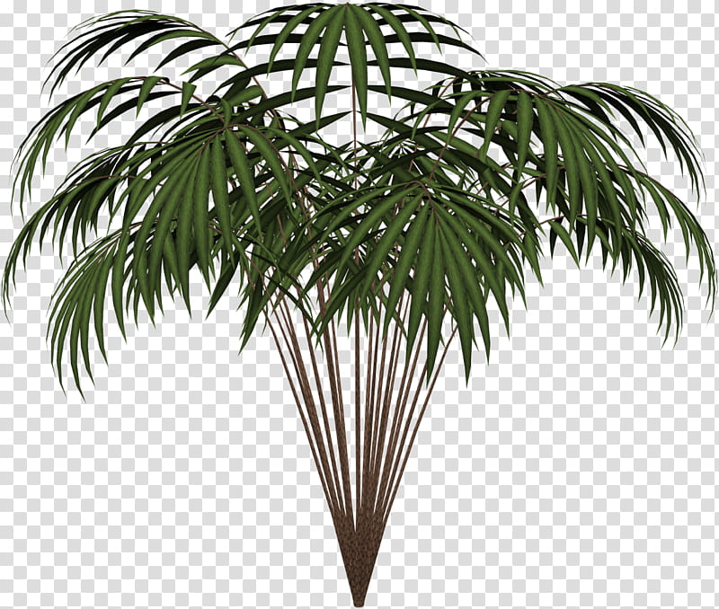 Date Tree Leaf, Asian Palmyra Palm, Microsoft Paint, Palm Trees, Painting, Raster Graphics, Plants, Abstract Art transparent background PNG clipart