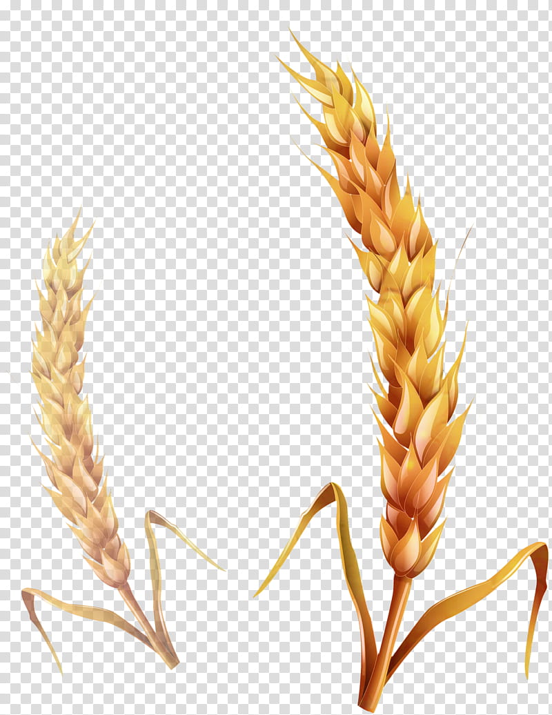Wheat, Cereal, Ear, Common Wheat, Caryopsis, Emmer, Grain, Oat transparent background PNG clipart