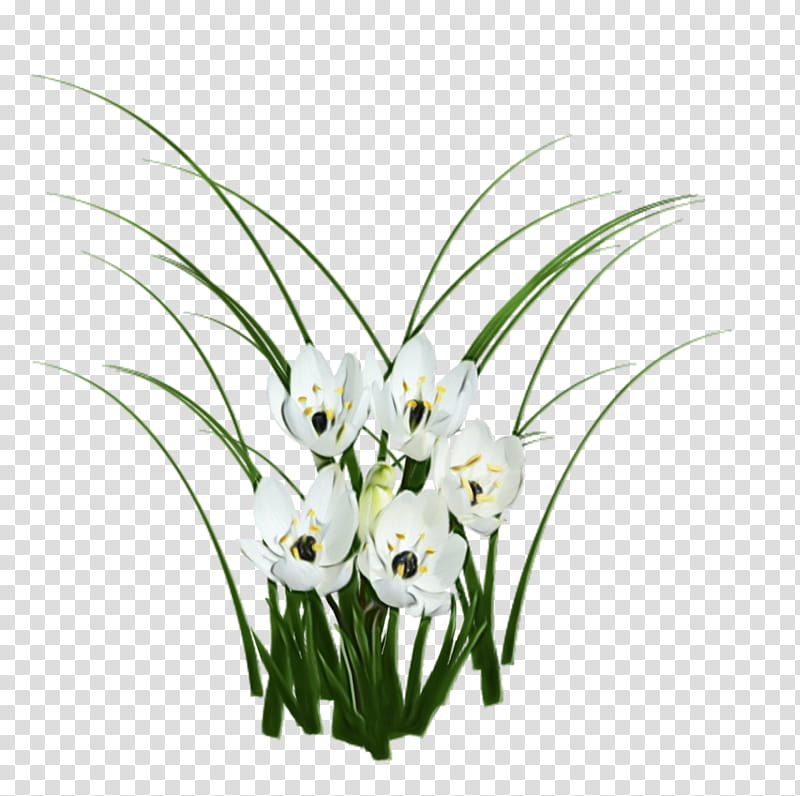 flower flowering plant plant grass lily of the valley, Watercolor, Paint, Wet Ink, Cut Flowers, Hymenocallis, Amaryllis Family transparent background PNG clipart