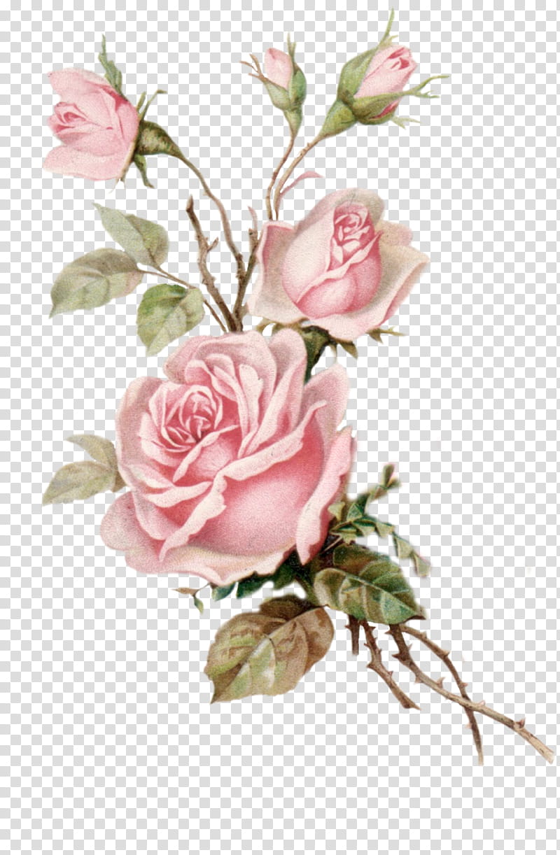 Pink Flower, Rose, Floral Design, Flower Bouquet, Flower s, Garden Roses, Yellow, Pink Flowers transparent background PNG clipart