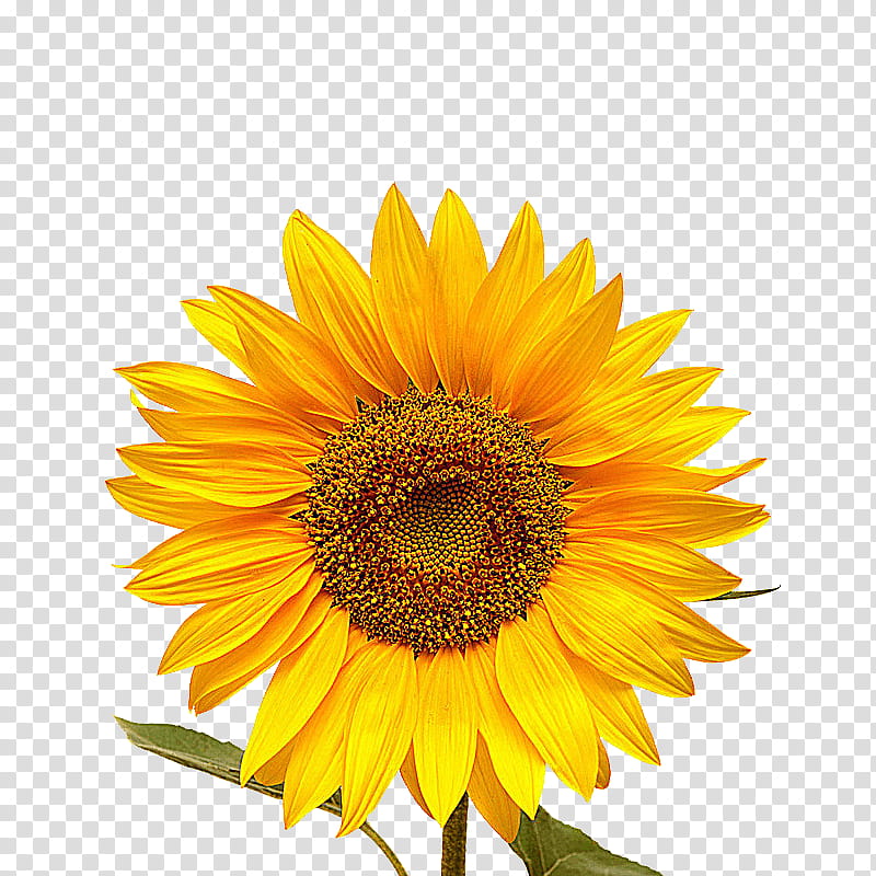 Flowers, Common Sunflower, Sunflowers, Yellow, Plant, Sunflower Seed, Petal, Asterales transparent background PNG clipart