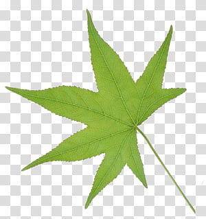 leaf 2, green leaf transparent background PNG clipart thumbnail