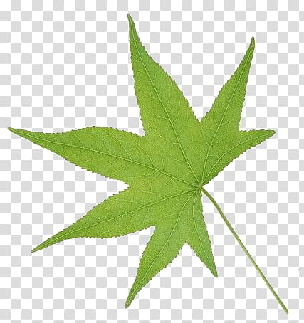 leaf , green leaf transparent background PNG clipart