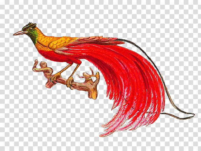 Chicken, Bird, Birdofparadise, Feather, Flight Feather, Beak, Blue Birdofparadise, Rooster transparent background PNG clipart