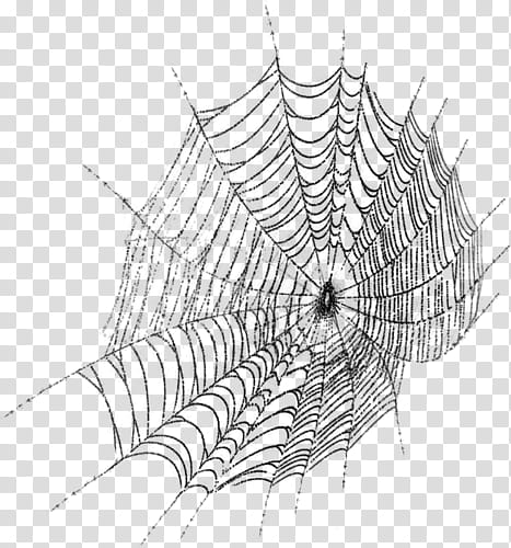 black spider web illustration transparent background PNG clipart