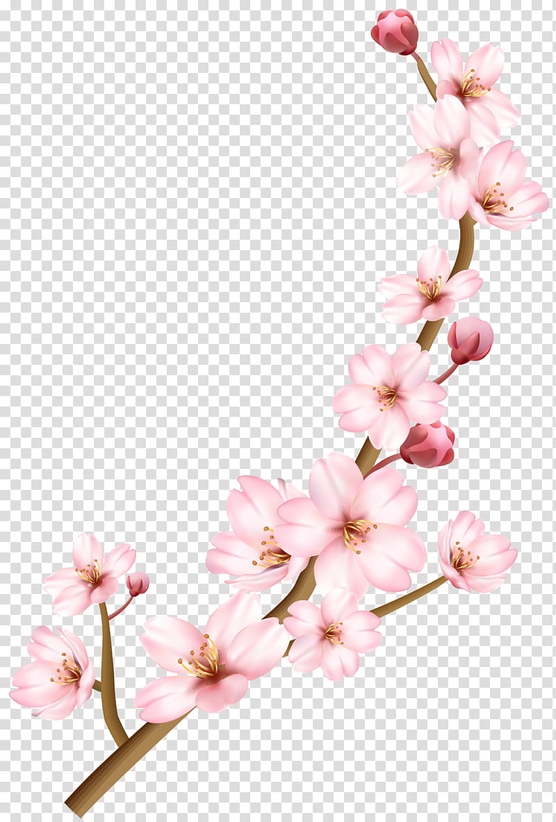 Floral Spring Flowers, Cherry Blossom, Branch, Tree, Floral Design, Twig, Cherries, Plant Stem transparent background PNG clipart