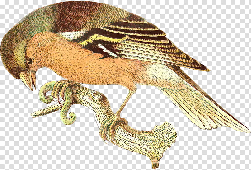 Bird Wing, Cartoon, Beak, Falcon, Feather, Wikimedia Commons, Peregrine Falcon, Finch transparent background PNG clipart