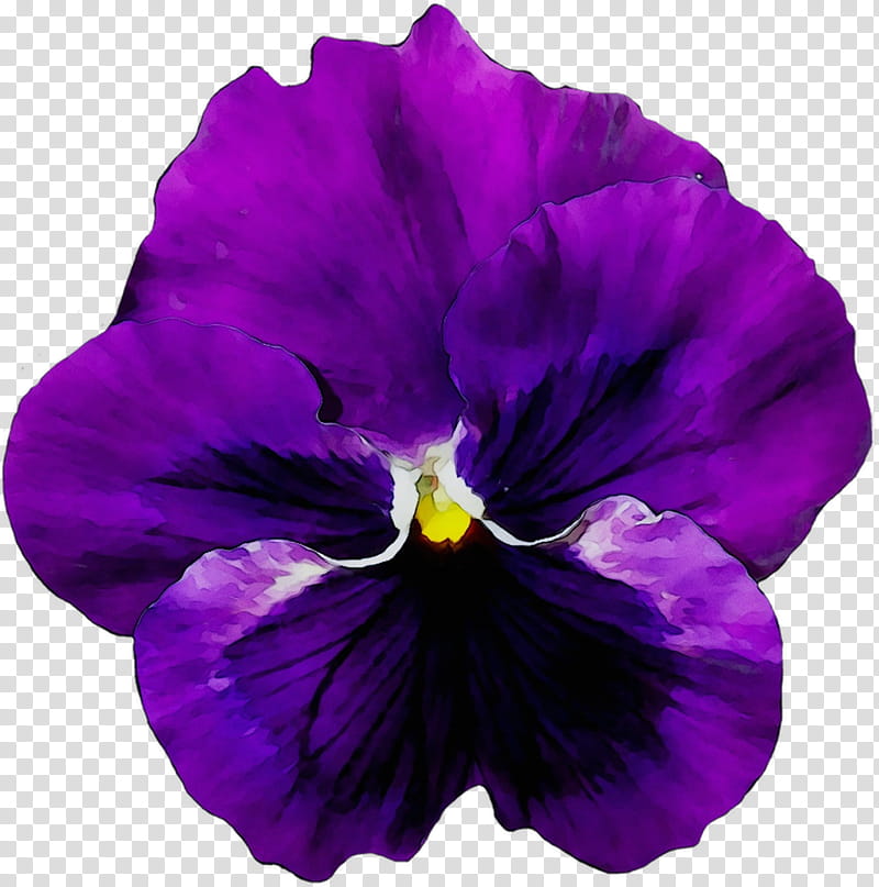 Blue Iris Flower, Pansy, Violet, Floral Design, Flower Garden, California Golden Violet, Flower Bouquet, Blue Rose transparent background PNG clipart