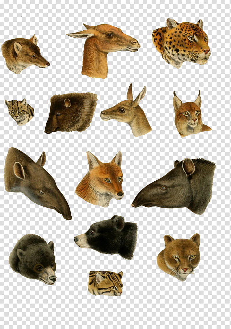 Vintage AnimalHeads  transparent background PNG clipart