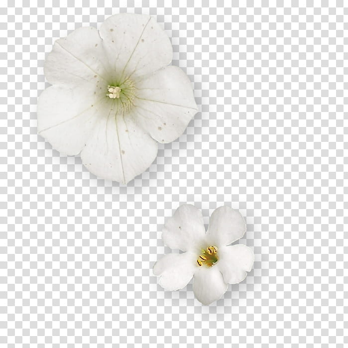 Flower  Free Reign Inspiration and Design, two white five petaled flowers transparent background PNG clipart