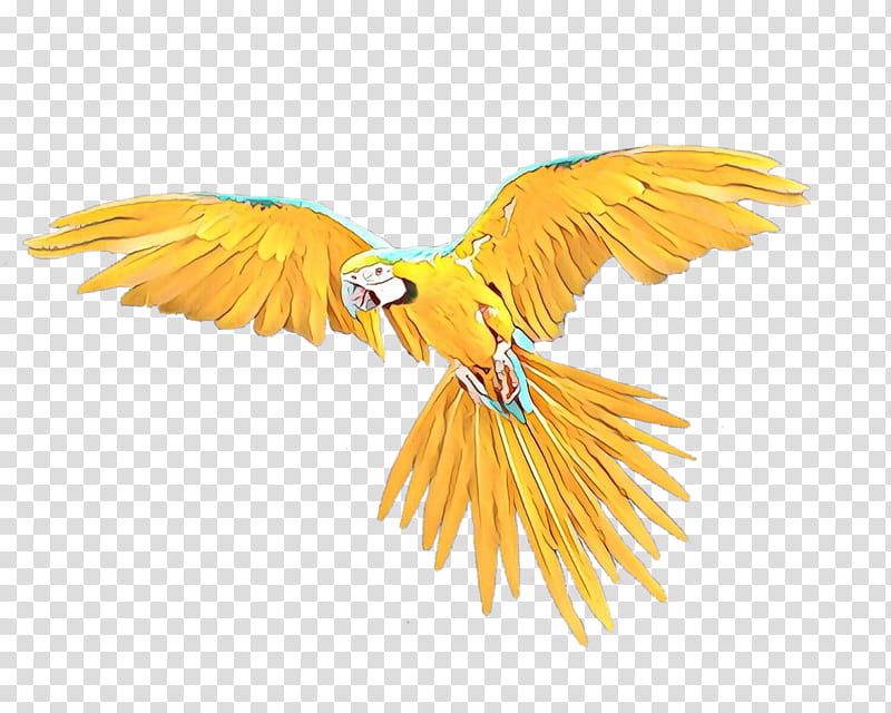 Bird Parrot, Flight, Hummingbird, Pigeons And Doves, Swans, Flight Feather, Bird Flight, Macaw transparent background PNG clipart