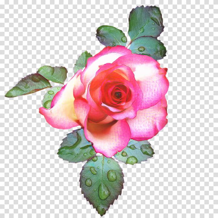 Pink Flowers, Garden Roses, Cabbage Rose, Flower Garden, Floribunda, Floral Design, Flowerpot, China Rose transparent background PNG clipart