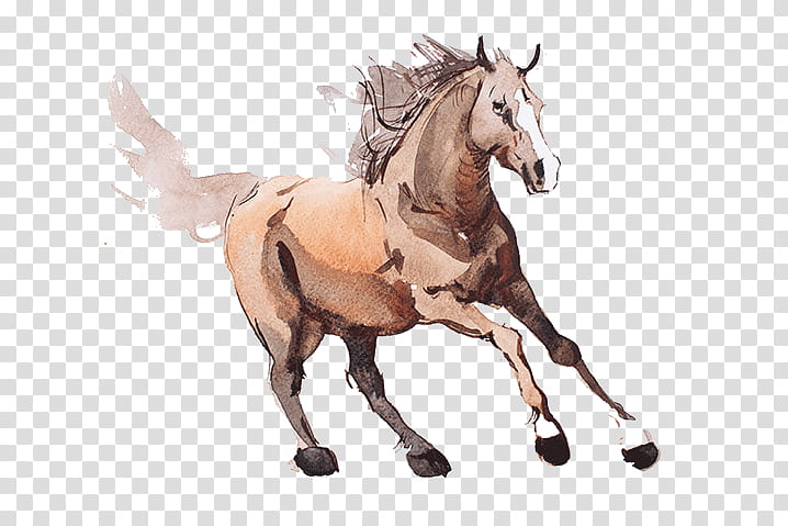 horse animal figure sorrel stallion mare, Mane, Liver, Drawing transparent background PNG clipart