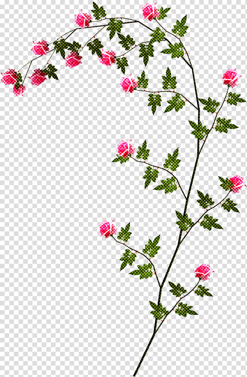 flower plant pedicel prickly rose branch, Wildflower, Geranium, Rosa Dumalis, Pink Family transparent background PNG clipart