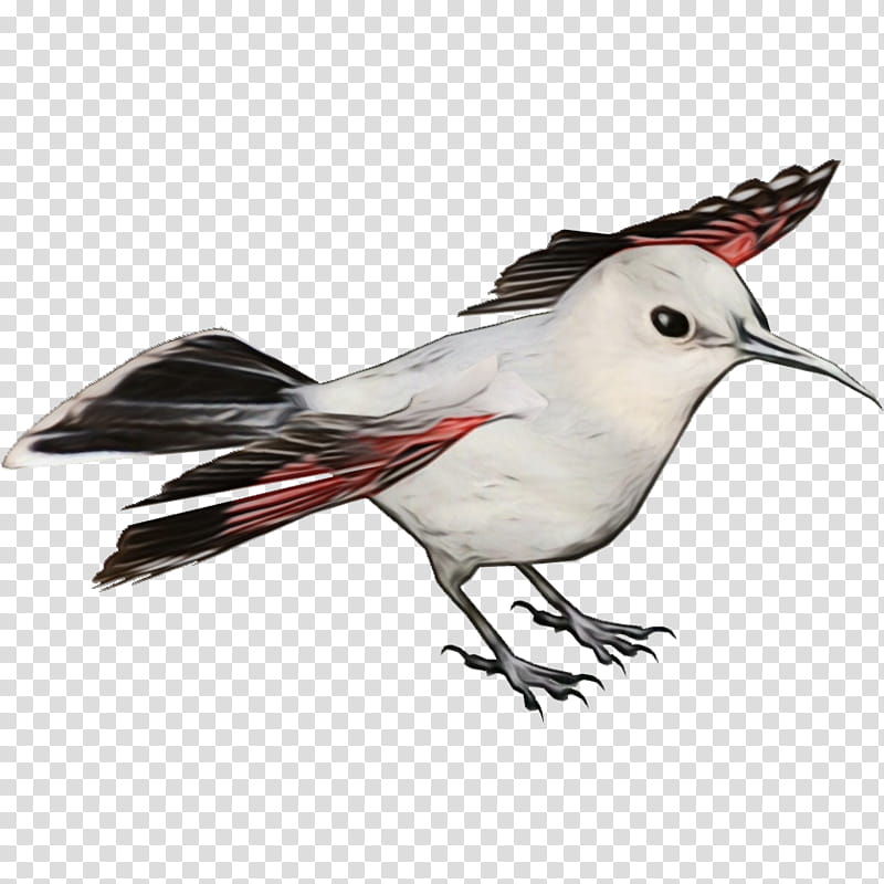 bird beak tern lari perching bird, Watercolor, Paint, Wet Ink, Northern Mockingbird, Wing transparent background PNG clipart