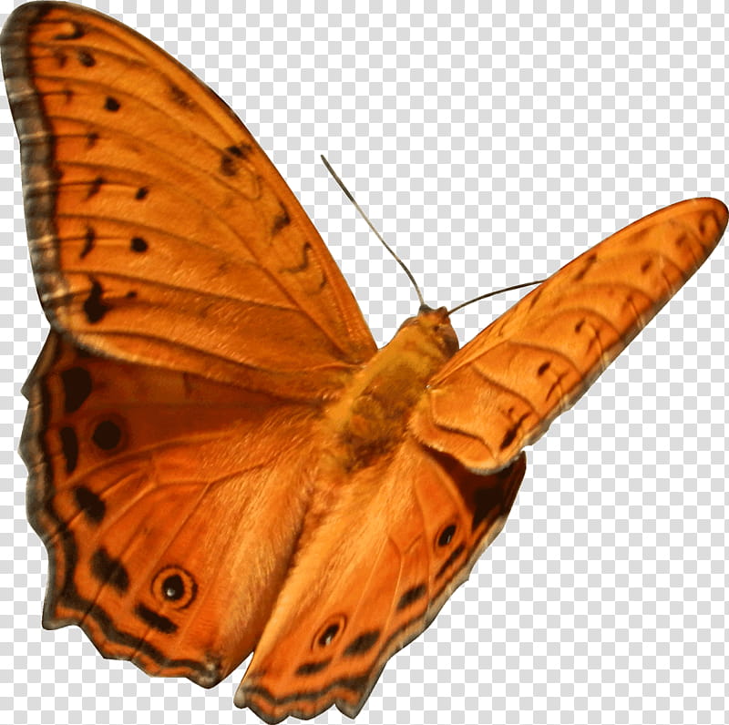 Monarch Butterfly, Gossamerwinged Butterflies, Brushfooted Butterflies, Moth, Insect, Borboleta, Lepidoptera, Tiger Milkweed Butterflies transparent background PNG clipart