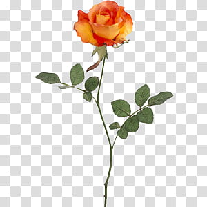 , orange rose flower transparent background PNG clipart