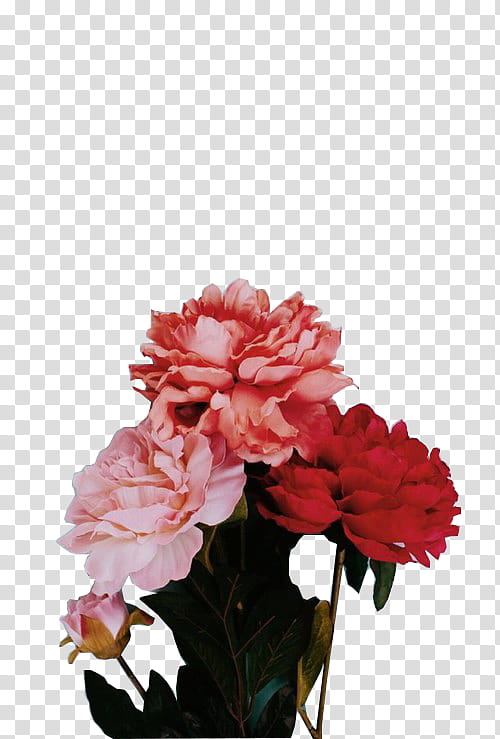 , red and pink peonies bouquet art transparent background PNG clipart