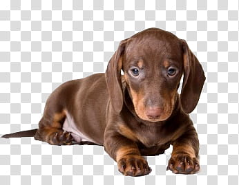 Dog, short-coated brown puppy transparent background PNG clipart