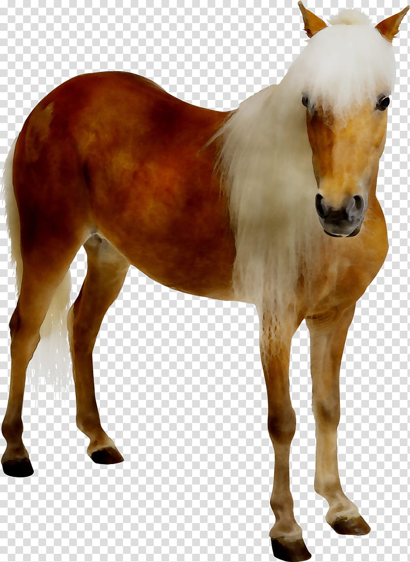 Science, Mustang, Foal, Pony, Stallion, Vaccine, Adjuvant, Animal transparent background PNG clipart