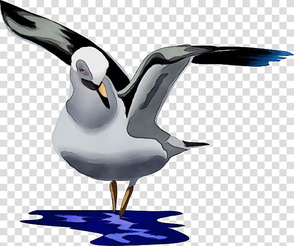 bird beak seabird gull lari, Watercolor, Paint, Wet Ink, Laughing Gull, European Herring Gull transparent background PNG clipart