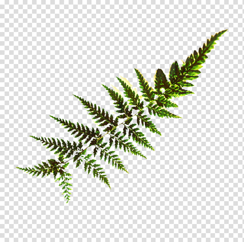 Flower Line Art, Fern, Leaf, Frond, Plants, Plant Stem, Vascular Plant, Ferns And Horsetails transparent background PNG clipart