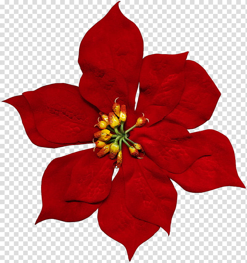 flower petal red plant poinsettia, Cinquefoil, Perennial Plant transparent background PNG clipart