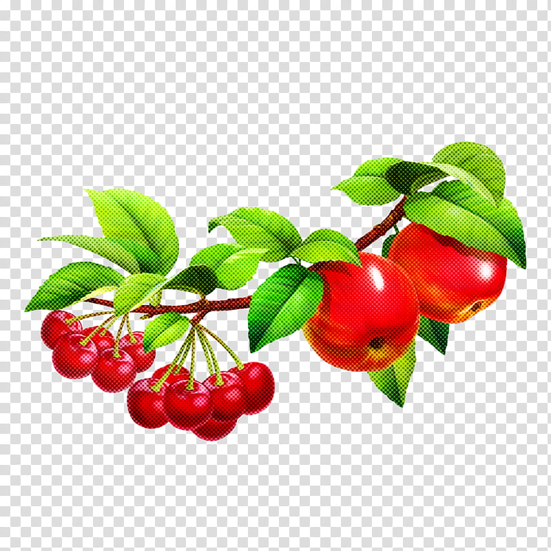 fruit berry plant flower lingonberry, Food, Red, Leaf, Cherry, Branch, Acerola, Arctostaphylos Uvaursi transparent background PNG clipart