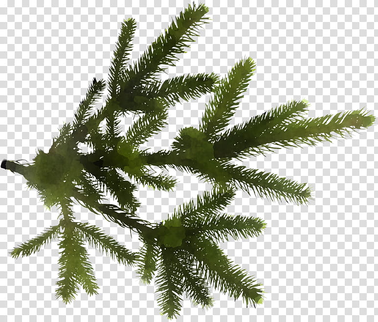 shortleaf black spruce yellow fir white pine tree canadian fir, Plant, Oregon Pine, Jack Pine, Lodgepole Pine, Colorado Spruce transparent background PNG clipart