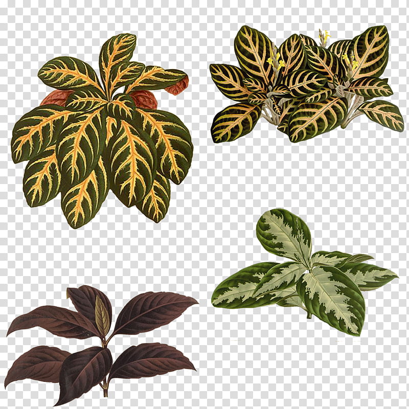 Variety of Plants , green and yellow leafy plants collage transparent background PNG clipart