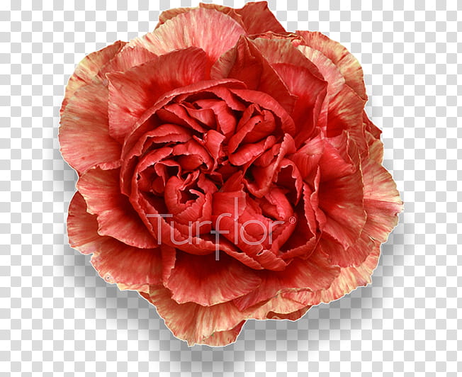 Pink Flower, Cabbage Rose, Garden Roses, Cut Flowers, Carnation, Closeup, Begonia, Pink M transparent background PNG clipart