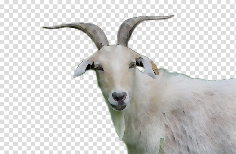 Eid Al Adha Islamic, Eid Mubarak, Muslim, Goat, Sheep, Cattle, Barbary Sheep, Cartoon transparent background PNG clipart