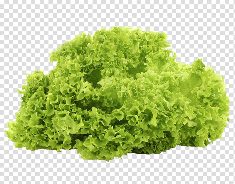 Green Grass, Leaf Lettuce, Vegetable, Salad, Iceberg Lettuce, Hydroponics, Red Leaf Lettuce, Variety transparent background PNG clipart