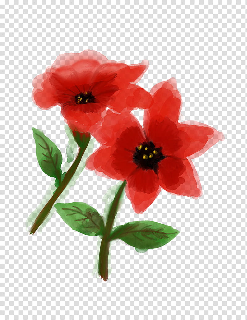 flower petal red plant watercolor paint, Coquelicot, Anemone, Anthurium transparent background PNG clipart