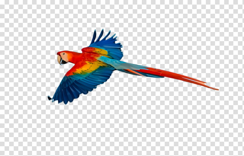 Colorful, Parrot, Bird, Exotic Bird, Tropical Bird, Macaw, Scarlet Macaw, Parakeet transparent background PNG clipart