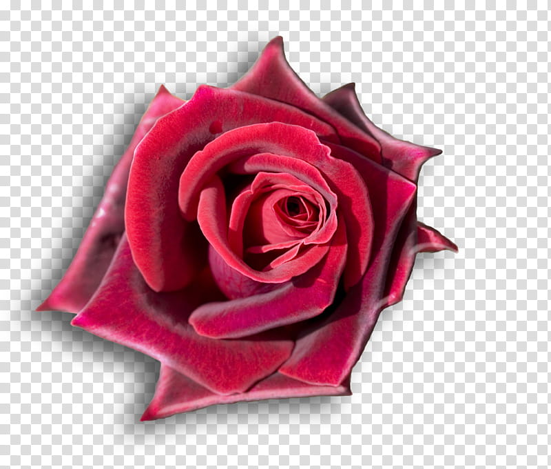 dark velvet rose, red rose transparent background PNG clipart