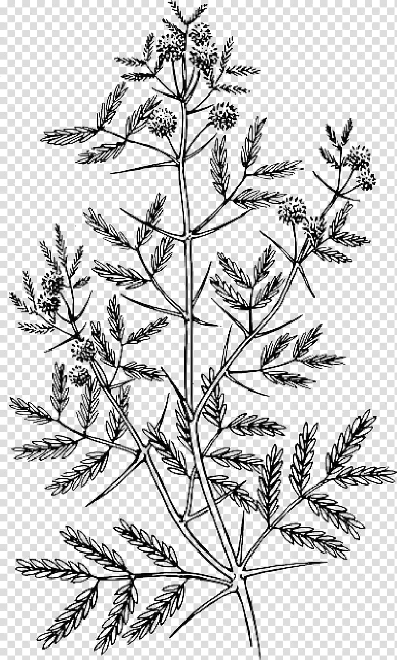 Black And White Flower, Acacia, Drawing, Line Art, Sweet Acacia, Leaf, Coloring Book, Tree transparent background PNG clipart