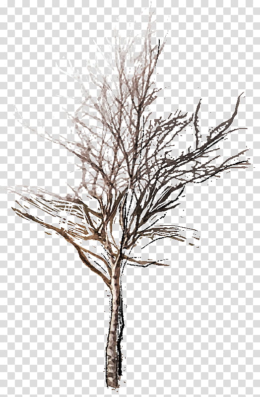 Oak Tree Drawing, Twig, Plants, English Oak, Silver Birch, Paper Birch, Plant Stem, Fir transparent background PNG clipart